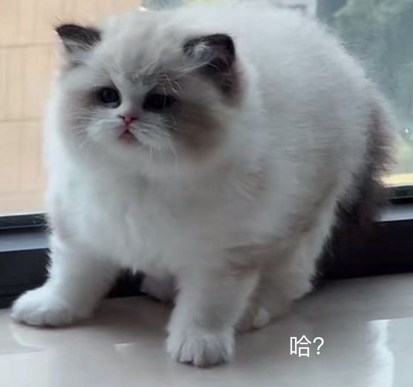新增新商品-测试原单变更001